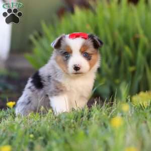 Isla, Toy Australian Shepherd Puppy